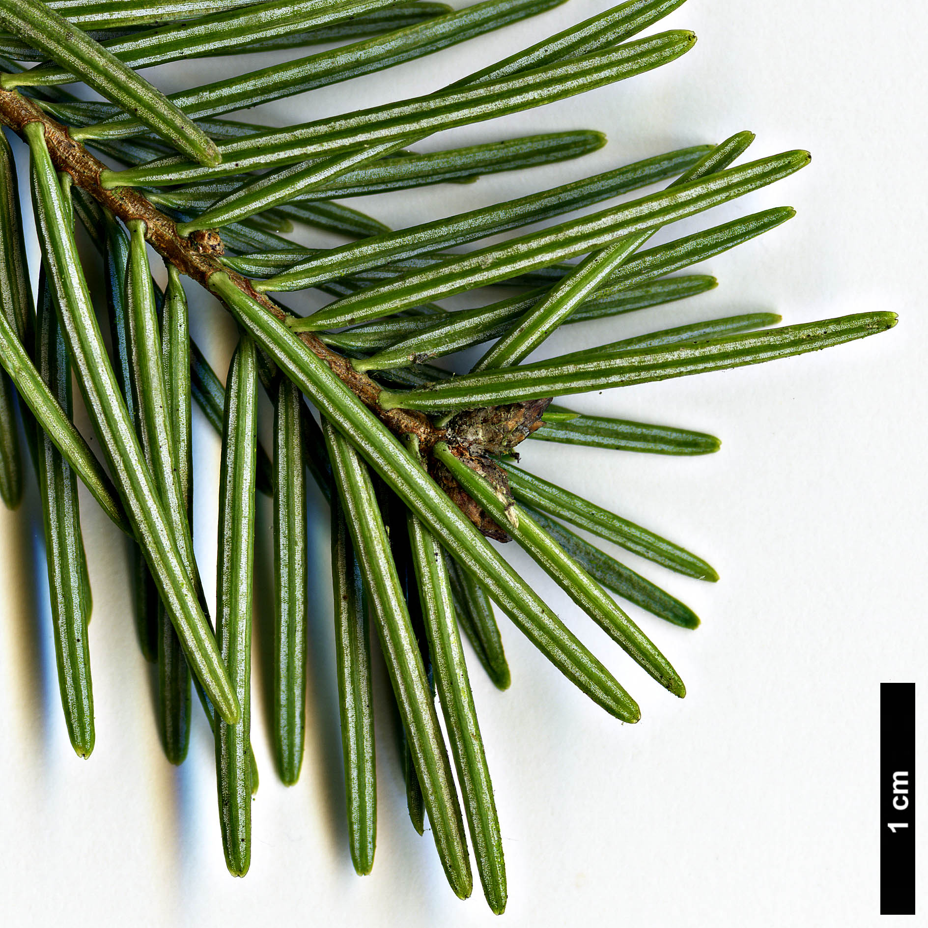 High resolution image: Family: Pinaceae - Genus: Abies - Taxon: cilicica - SpeciesSub: subsp. isaurica High resolution image: Family: Pinaceae - Genus: Abies - Taxon: cilicica - SpeciesSub: subsp. isaurica